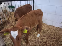 Bull, Cattle — photo 3
