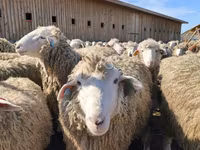 Schaf, Kuibyshev sheep — Foto 4
