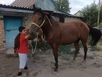 Kısrak, Thoroughbred horse — foto 8