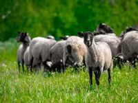 Baran, Romanov sheep — zdjęcie 4
