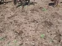 فرس, Horse breed — الصورة 1