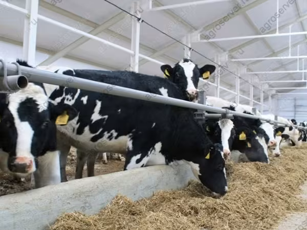 İnek, Holstein ırkı