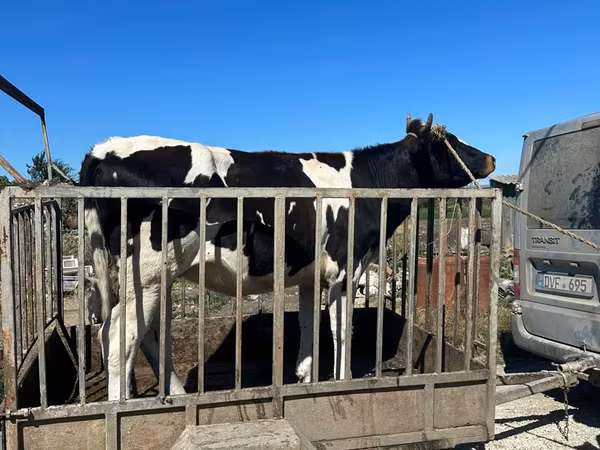 Bulle, Holstein-Rasse
