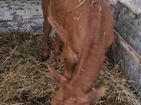 Kuh, Limousin-Kuh — Foto 5
