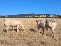 Bulle, Kaste Kuh — Foto 8