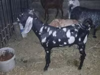 Ziegenbock, Beetal goats — Foto 1