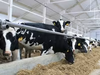 İnek, Holstein ırkı — foto 1