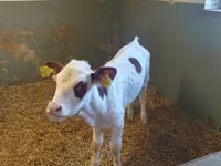Krowa, Simmental cattle — zdjęcie 1