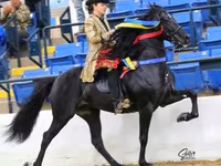 Koń, Rocky Mountain Horse — zdjęcie 2