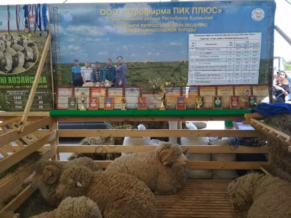 Ram, Sheep