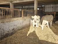 Kuh, Charolais cattle — Foto 4