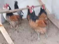 Chickens — photo 1