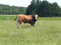 Boğa, Partenaise cattle — foto 5