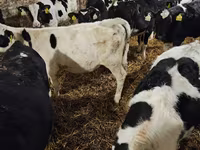 Bulle, Holstein-Rasse — Foto 4