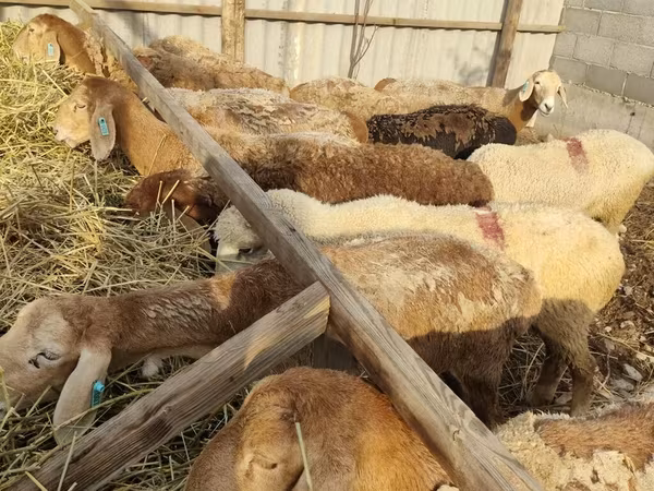 الأغنام