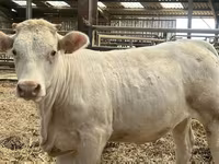 Kuh, Charolais cattle — Foto 1