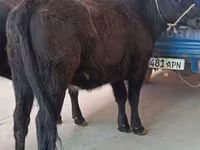 Krowa, Aberdeńsko-anguska — zdjęcie 2