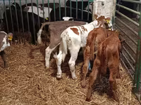 Kuh, Limousin-Kuh — Foto 4