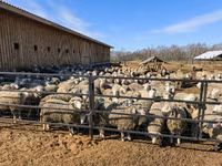 Schaf, Kuibyshev sheep — Foto 7