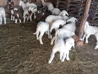Schaf, Awassi sheep — Foto 1