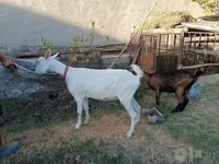 Ziege, Saanen goat — Foto 6
