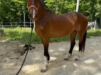Kobyła, Dutch warmblood horse — zdjęcie 5