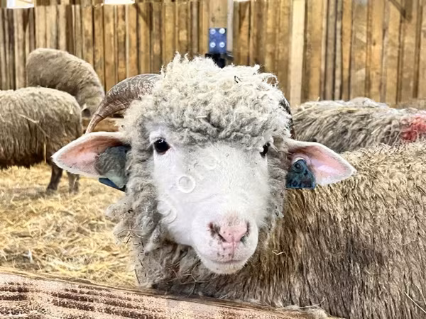 Schaf, Kuibyshev sheep