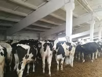 Boğa, Holstein ırkı — foto 6