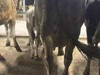بقرة, Ukrainian Brown Dairy Cattle — الصورة 4