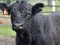 İnek, Simmental cattle — foto 7