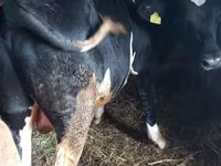 Bull, Holstein breed — photo 2