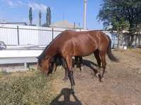 Mare, Thoroughbred horse — photo 1