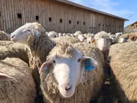 Baran, Dorset horn sheep — zdjęcie 5