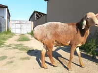 Ram, Agin sheep — photo 5