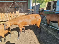 Cabro, Cabras — foto 3