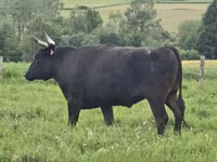 İnek, Wagyu — foto 6