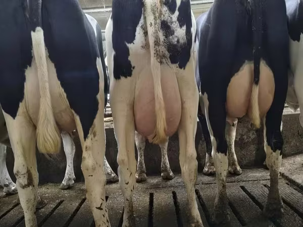 Kuh, Holstein-Rasse — Polen