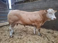 Boğa, Blonde d’Aquitane cattle — foto 4