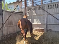 Aygır, Arabian horse — foto 5