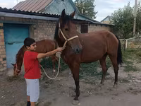 Kısrak, Thoroughbred horse — foto 7