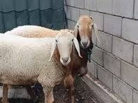 Widder, Arashan sheep — Foto 3