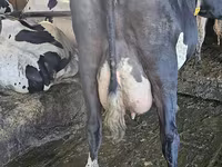 Cow, Holstein breed — photo 4