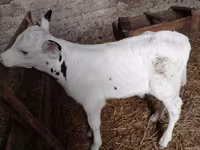 Bulle, Holstein-Rasse — Foto 1