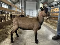 Kozioł, Alpine goat — zdjęcie 2