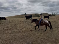 Hengst, Horses of Sable Island — Foto 6