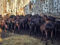 Koç, Hissar sheep — foto 4