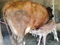 母牛, Red Estonian cattle — 照片 5
