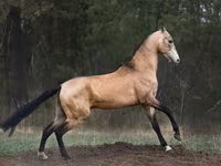 Caballo, Akhal-Teke — foto 2