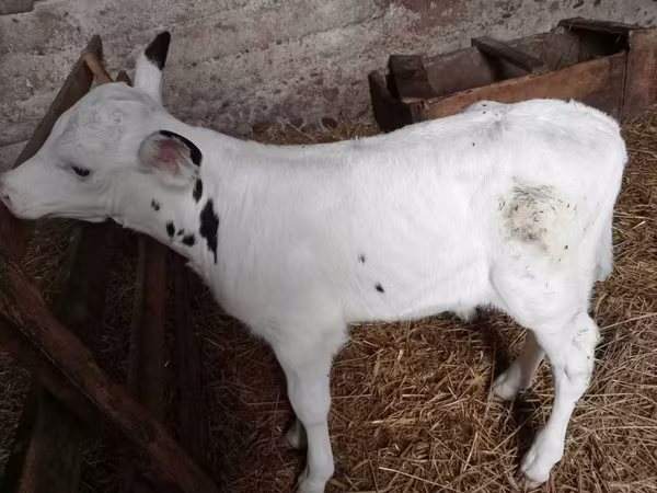 Bulle, Holstein-Rasse