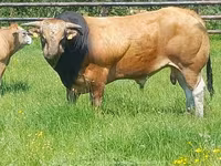 Boğa, Partenaise cattle — foto 4